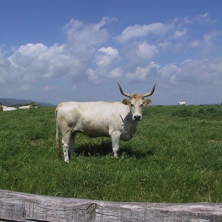 Agriturismo Casale Bonaparte Cellere المظهر الخارجي الصورة
