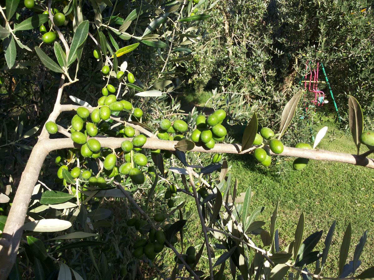 Agriturismo Casale Bonaparte Cellere المظهر الخارجي الصورة